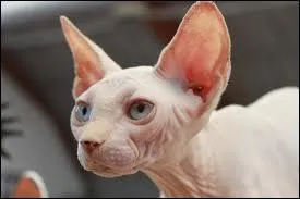 Quelle race peut-on voir sur cette photo ?