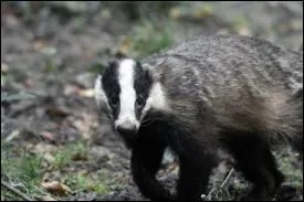 Le blaireau fait des crottes irrgulires de 4  8 cm de long :