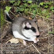 Le lrot hiberne d'octobre  mars :