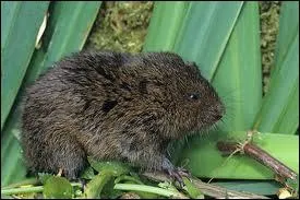 Le campagnol terrestre est deux fois plus petit que le campagnol des champs :