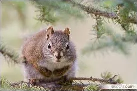 L'cureuil fait de petites crottes de quelques millimtres :