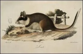 Le lrot grimpe trs facilement aux murs :