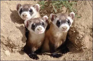 Le putois va chasser le lapin dans son terrier :