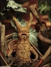 J'ai d ranimer des lves en deuxime anne grce  la :