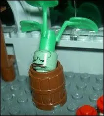 Les mandragores devaient tre :