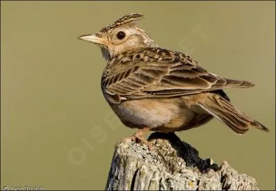 ''Alouette, alouette / [L'été est fini] / Pauvre petite bête / [Je suis ton ami]''