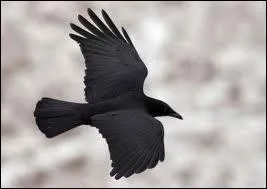 ''Qui est ce grand corbeau noir'' ... Qui a commis cet attentat à la chanson française ?