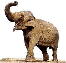 Quel est cet animal ?