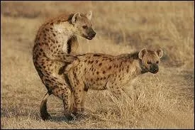 Quel est cet animal ?