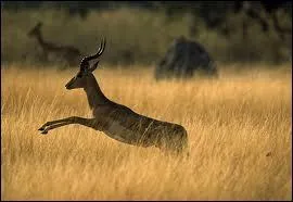 Quel est cet animal ?