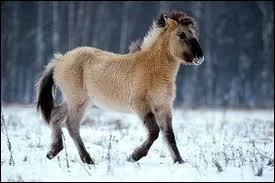 Quel est cet animal ?