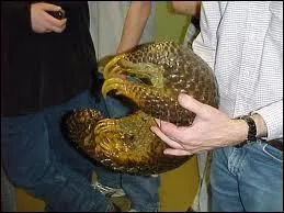 Quel est cet animal ?