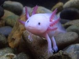 Quiz Animaux bizarres