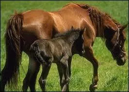 Comment s'appelle les poils du cheval ?