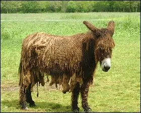 Pour crire le nom de cet animal appel aussi  ne , du nom de quelle capitale devez-vous prlever quelques lettres ?