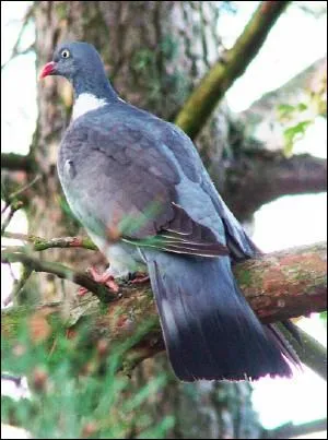 C'est l'autre nom du pigeon ramier et  elles ne passeront plus  dans un roman de Claude Michelet. Pour crire ce mot il faut prendre certaines des lettres qui composent le nom de la capitale...