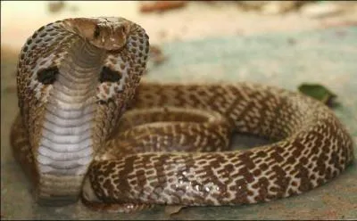 Ce serpent est un NAja. Sous quel autre nom le connat-on aussi ?