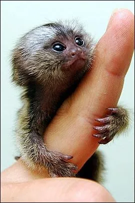 C'est le plus petit singe du monde !