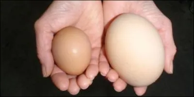 Le plus important des facteurs dterminant la grosseur de l'oeuf est...