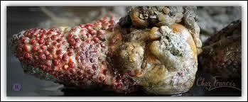 Quel est ce fruit de mer appel galement  figue de mer  ?