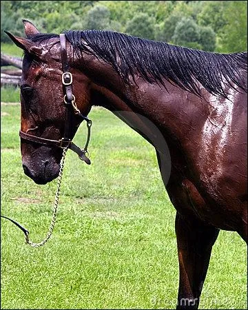Quand on douche un cheval, il vaut mieux commencer par :