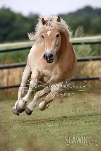 Les Haflingers ont vu le jour en ou  :