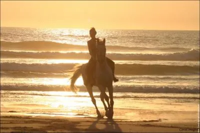 Peut-on changer le nom d'un cheval officiellement ?