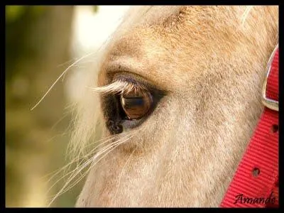 Quel est le sens le plus dvelopp chez le cheval ?