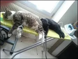 Qui a bien envie de se faire repasser ?