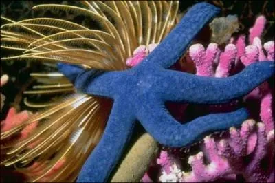 Combien d'espces d'toiles de mer existe-il ?