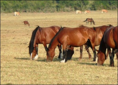 Ce cheval italien vit en liberté sur le plateau de Pantaro. Il est, hélas, utilisé pour la production de viande à faible coût mais il est de plus en plus utilisé comme cheval de selle. C'est :