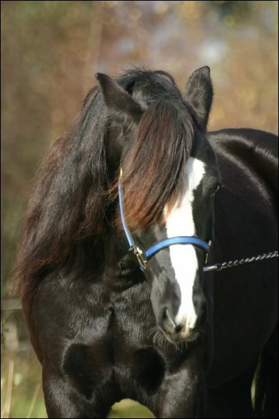 Ce petit cheval norvégien fait partie de la catégorie à sang froid. Ses robes peuvent être baies, noires plus rarement grises, louvet et palomino. Mais on ne sait que peu de choses sur cette race. C'est :