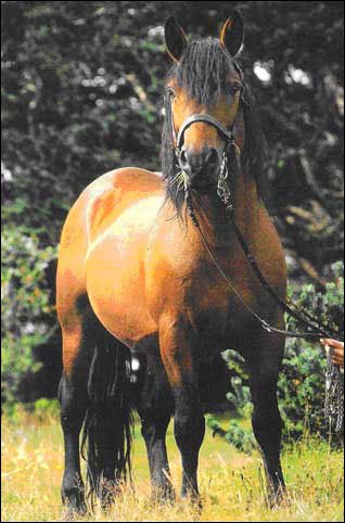 Race très rare, protégée par quelques éleveurs, elle est non reconnue par les haras nationaux. C'est un cheval rustique, à l'ossature solide, docile et facile à dresser. C'est :