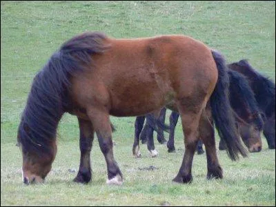 Sous ce nom imprononable se cache un poney au bord de l'extinction : moins de 20 spcimens. Il est polyvalent et possde un talent inn pour le saut. Il est trs rsistant aux maladies. C'est :