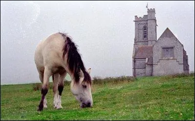 Poney anglais cr  partir de New Forests, d'arabes, de Welsh Mountains, de Welsh Cobs et de poneys Connemara, il est aujourd'hui trs peu lev car les croisements sont souvent insatisfaisants.