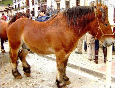 Cheval lourd espagnol, il est originaire de la rgion de Navarre o il est utilis pour la production de viande. Il est toujours bai avec toutes les nuances. C'est :