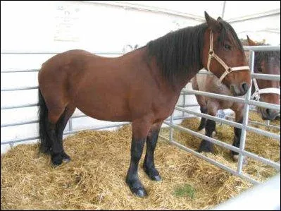 Cette race, non reconnue par les haras nationaux, est trs sociale et docile avec l'homme. Elle mesure 1, 50  1, 55 m et sa robe est baie avec toutes ses nuances. Ce cheval est :