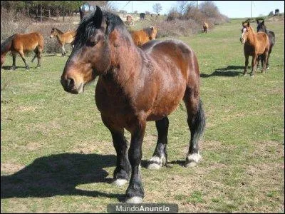 Ce cheval espagnol demi-lourd est en fait un croisement entre des Pura Raza Espaola (PRE) et des traits bretons. Il est apte aux travaux agricoles et ses robes sont baies et alezanes. C'est :