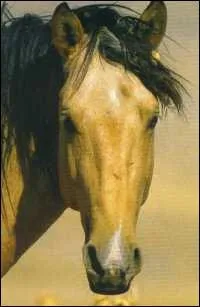 Ce cheval amricain trs rare est trs diffrent des autres chevaux. En effet, il est dot d'un foie et d'une rate dont le volume est le double de celui d'un cheval ordinaire, et il possde des bosses. C'est :