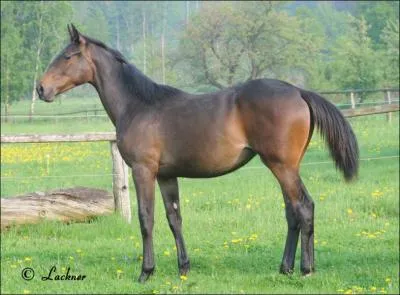 Cheval de selle allemand polyvalent, c'est une race trs ancienne puisqu'elle existe depuis 1160. Malheureusement, elle est trs rare et il ne reste plus que 40 chevaux. C'est :