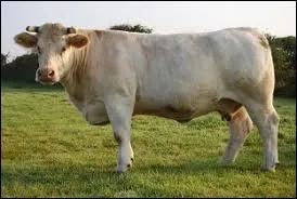 Quelle est cette race de vache ?