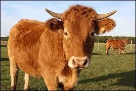 Quelle est cette race de vache ?