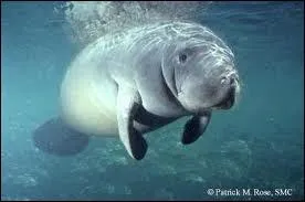 Quel animal est surnomm la vache de mer ou la vache marine ?