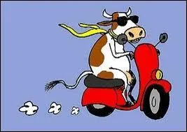 Quelle est la vitesse de pointe d'une vache ?