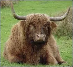 Quelle est cette race de vache ?