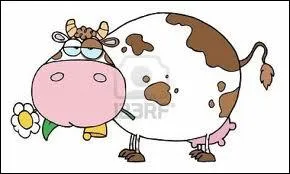 Combien la vache a-t-elle d'estomacs (ou poches) ?