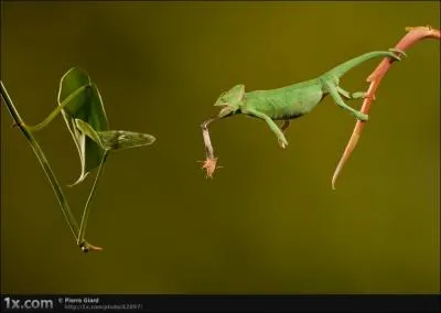 C'est un mot qui lui colle au palais !