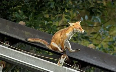 Plus difficile : Il se cache sous son nom !