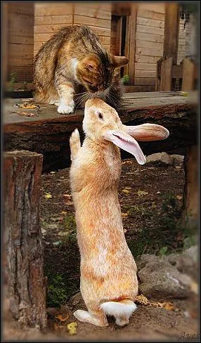 Ce mot concerne l'animal debout !