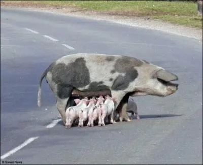 C'est le nom d'un cousin loign !